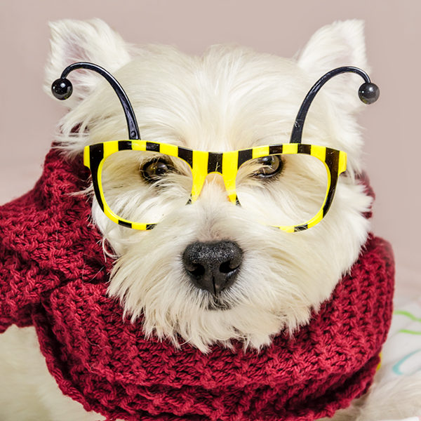 Lol a pet contest second week ! Lol a pet contest second week !