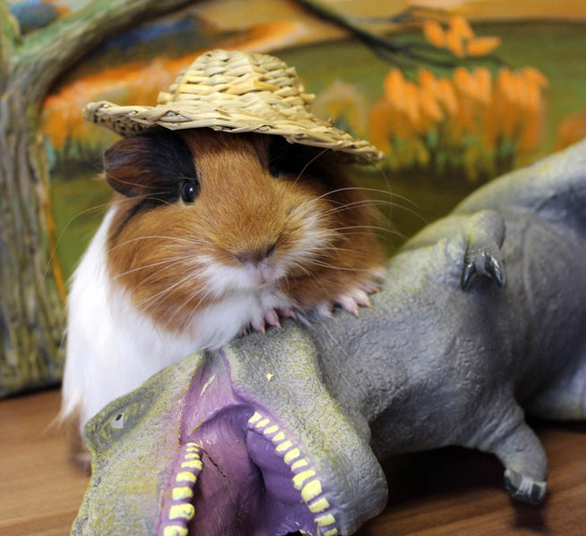 Lol a pet contest fourth week ! Lol a pet contest fourth week !